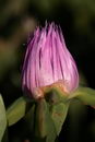 Ice plant